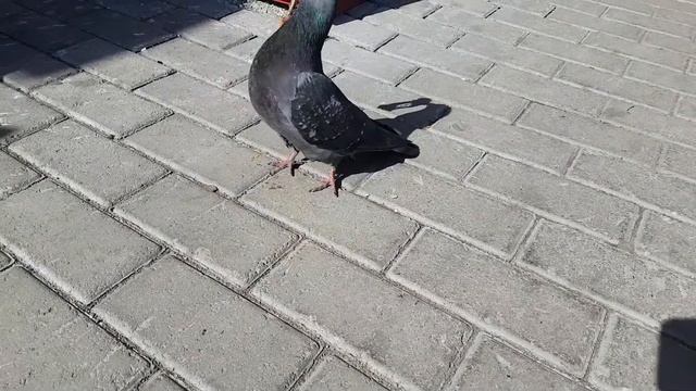 Голуби каннибалы летят над нашей зоной смотреть онлайн