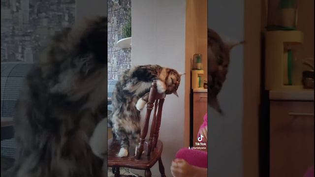 Мейн-кун нападает на маму 😆 смотреть онлайн