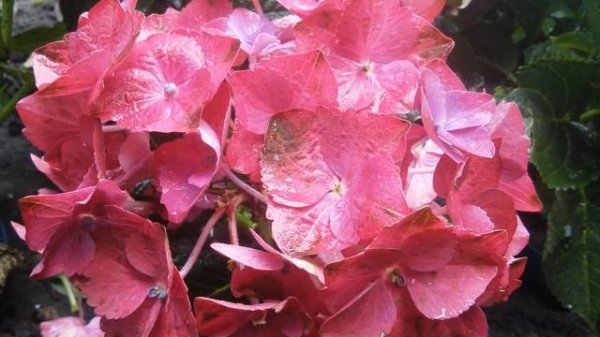 Hydrangea macrophylla Magical Ruby 2016г.