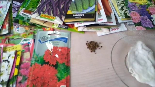 Посев семян Люпина многолетнего. смотреть онлайн