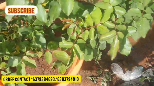 Rose plants baging on pot after 15 days growthing video /online plants sales /all rose rare colors смотреть онлайн