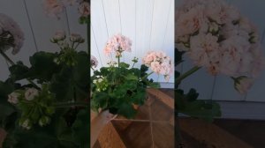 #пеларгония Персиковый Авантюрин ||14.08.2023