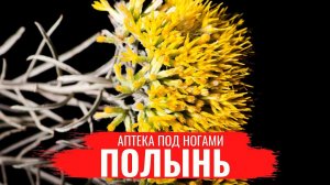 ПОЛЫНЬ \ Полезные лечебные свойства \ Правила сбора \ Нюансы заготовки \ Аптека под ногами