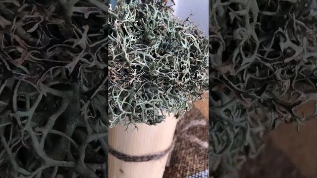 Деревья из цетрарии. Отзыв Анфисы Вистингаузен смотреть онлайн