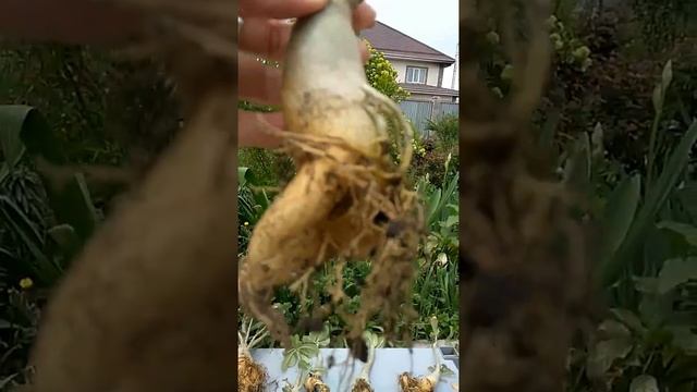 Мои Адениумы ( Розы пустыни), пересадка смотреть онлайн