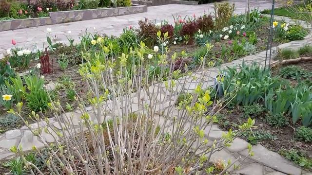 Обзор сада в начале мая: форзиция, анемоны, пересадки в саду. смотреть онлайн