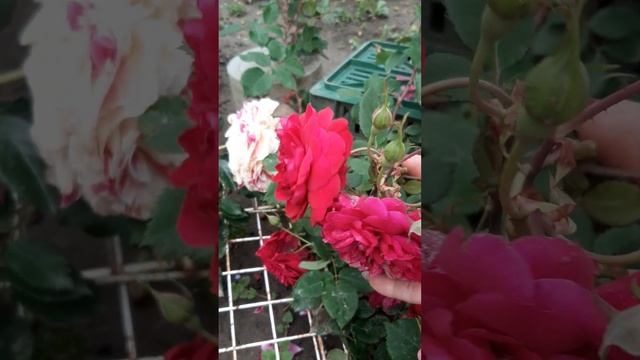 Мои пересорты роз смотреть онлайн