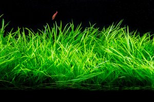 Аквариумные растения для начинающих аквариумистов! Какие растения надо садить в аквариум новичку!