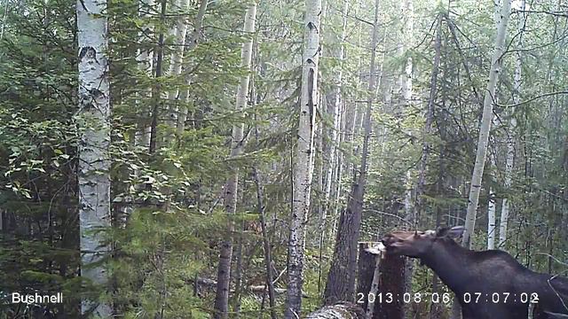 Лосиха на солонце смотреть онлайн