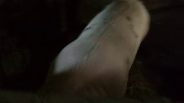 Сколько весит поросёнок? смотреть онлайн