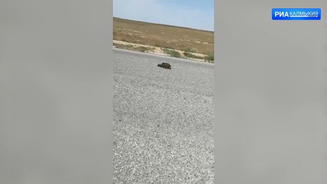 Туристы из Москвы спасли жизнь степному орлу смотреть онлайн