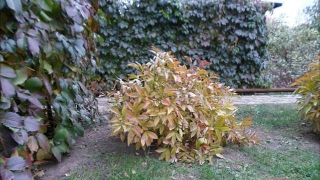 Строительные Советы