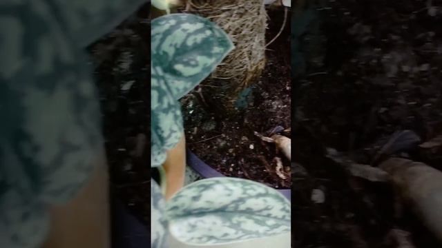 scindupsus pictus, silver lady vs Argerious mutasi Jambi #scindapsuspictus #scindapsus смотреть онлайн