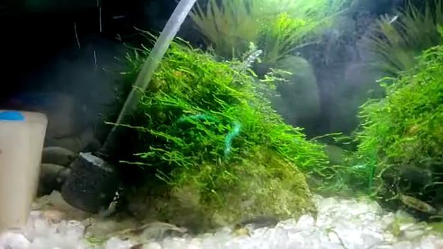 Baby shrimps more than 50 ?| Java moss plant ☘| Shell house ?| Hobby смотреть онлайн