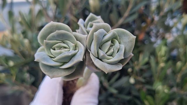 Echeveria Lovely Rose смотреть онлайн