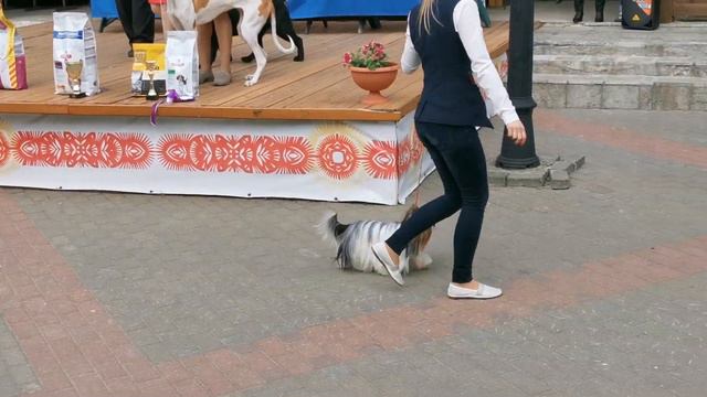 Международная выставка собак,"Кинолог" в Витебске, 26.05.2019 года(9) смотреть онлайн