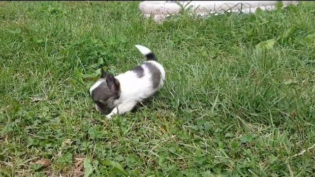 Девочка чихуахуа смотреть онлайн