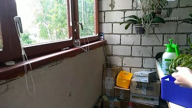 Посылка,распаковка долгожданного растения. Тилландсия почтой.Орхидеи почтой.Ксерографика тилландсия смотреть онлайн