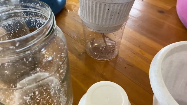 Бегония на Фитиле!!! Как я это делаю?? смотреть онлайн