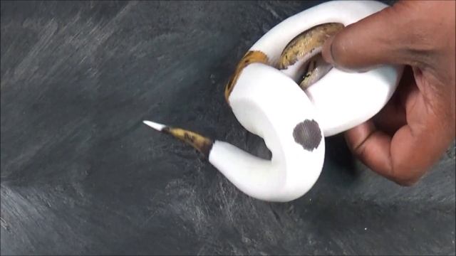 Recieving a new Ball Python??? Here is what to do!!! смотреть онлайн