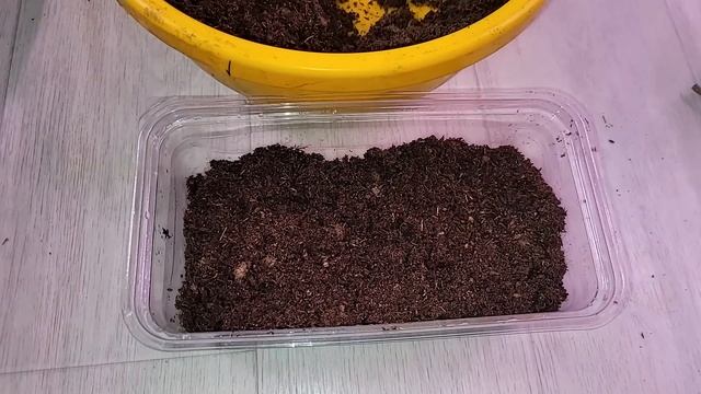 Теперь сею перцы только так, рассада всегда коренастая, крепкая, не вытягивается, здоровая и урожая смотреть онлайн