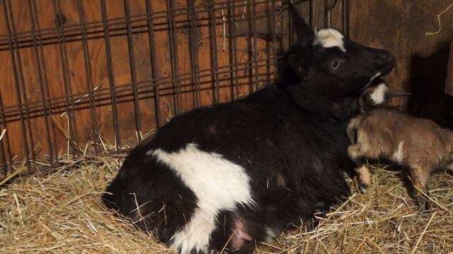 нигерийские карликовые козочки 10 минут после рождения смотреть онлайн