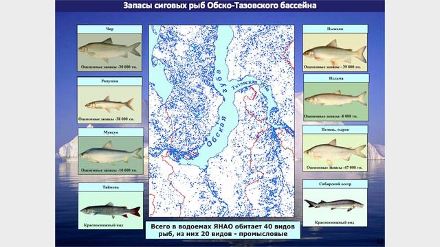Александр Палагин, заместитель руководителя представительства ЯНАО в Санкт-Петербурге смотреть онлайн