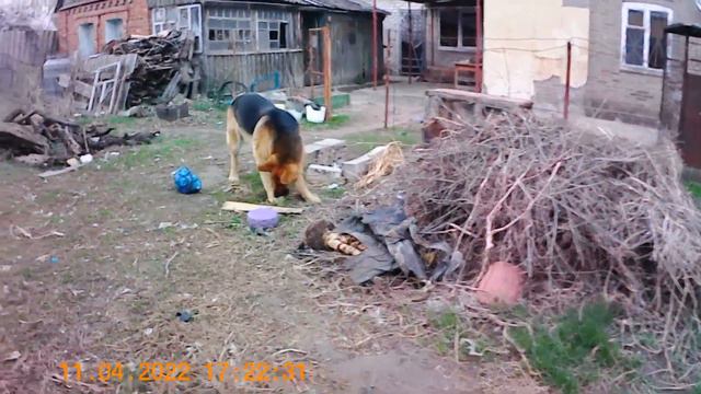 №322. 11.04.2022г. Жуля, мяч, палка и шмель. смотреть онлайн