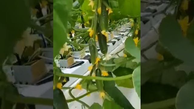 Огурцы кураж смотреть онлайн