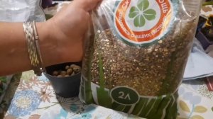 ПРОРАЩИВАНИЕ КЛУБНЕЙ КАЛЛЫ