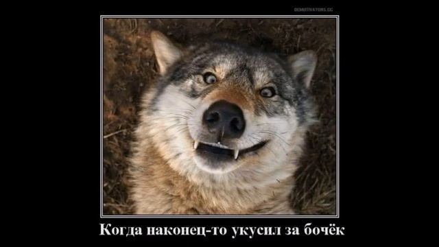Веселые картинки. Приколы про волков. Смешные волки картинки. смотреть онлайн