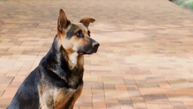 Собака зашла в больницу со свёртком в зубах, а когда люди увидели что ЭТО – ОТОРОПЕЛИ…