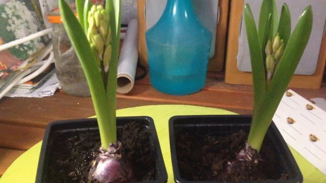 Выгонка Гиацинтов. Часть 2. Появление цветоносов