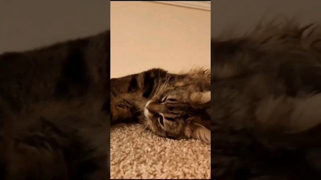 Я каждый раз когда, когда Буся смешно спит))) Every Time Busya Sleeps Funny))) #cat #funnycat #jokes