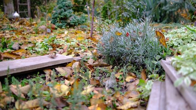 Лаванда 9 лет в саду. Стрижка, уход, советы. смотреть онлайн