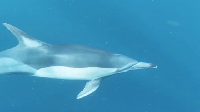 Sleeping With The Dolphins - Sleep Music -  Deep Sleep Music - Meditation Music - Relax
