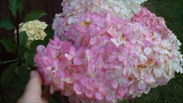 ВОСТОРГ!! САМАЯ КРАСИВАЯ ГОРТЕНЗИЯ ВАНИЛЛА ФРАЙЗ смотреть онлайн