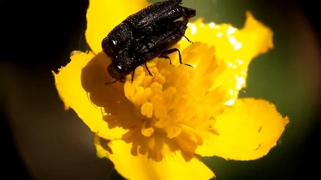 2 Insects on a flower смотреть онлайн