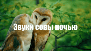 Звук природы.Сова ночью