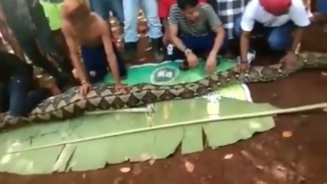 23 ft long pythons swallows lady in Indonesian смотреть онлайн