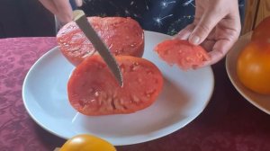 Томат КУЛАК ПОДДУБНОГО от Сибирского сада / сибирская селекция