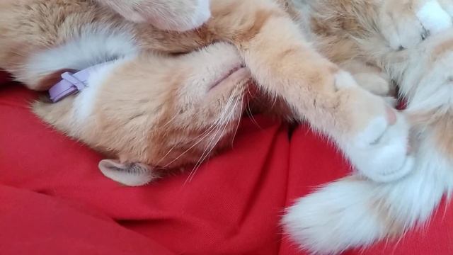 Не мешайте спать !!! Барсик спит ... Любимое место Барсика ! Если он там , другим места нет !!! смотреть онлайн