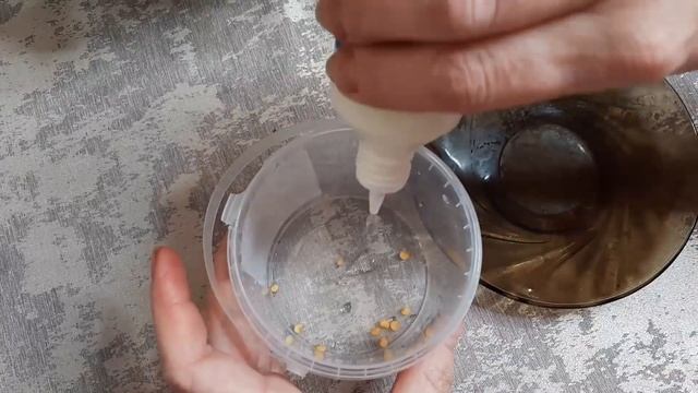 Семена Прут на глазах прорастут за 18 часов помогаем семенам прорасти смотреть онлайн