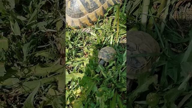 Черепашка вылупилась смотреть онлайн