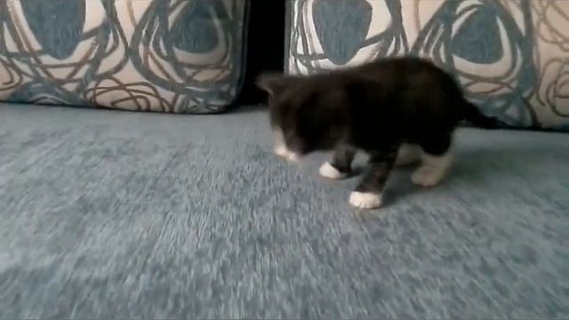 Маленький котенок Том залез на диван, а слезть как? смотреть онлайн
