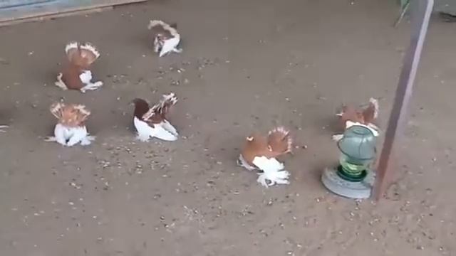 Статные Голуби/Statnic Pigeons смотреть онлайн