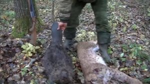 ИЖ-27. 16 калибр. ОХОТА НА Рысь и БобрА. Промысел. Год 2000-лохматый