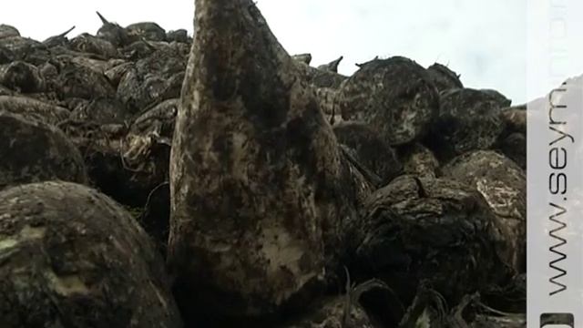Царица полей в центре внимания курских аграриев смотреть онлайн