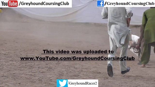 greyhound dog racing 2023 | race in Pakistan | dog show смотреть онлайн