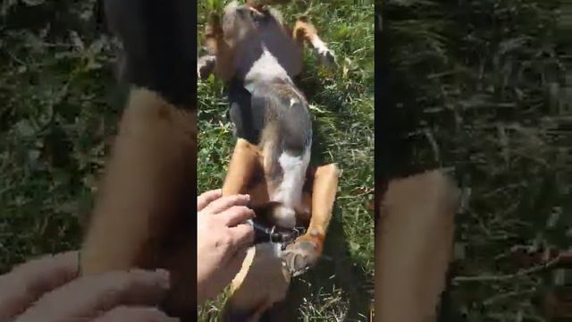 Мини такса ищет дом смотреть онлайн